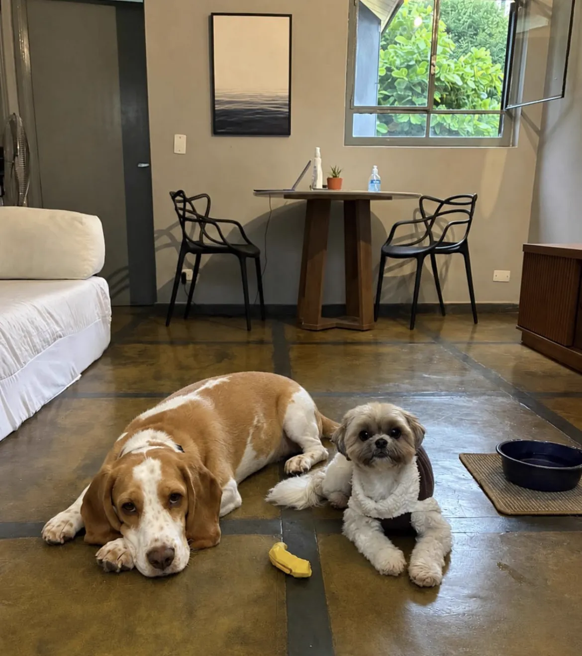 Ambiente do BullDog Hotel preparado para o conforto e a diversão dos pets