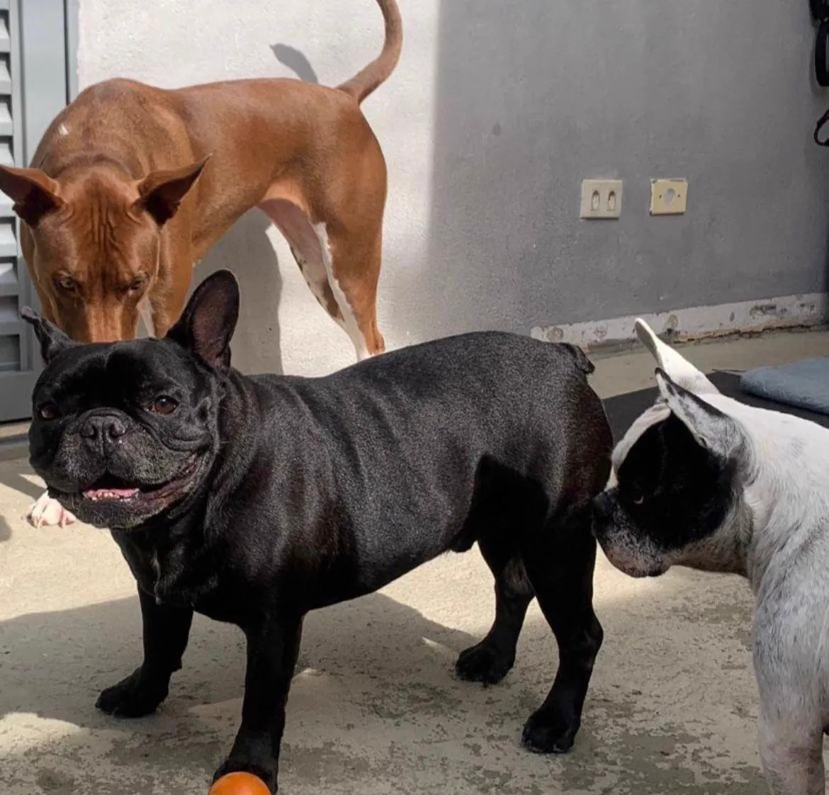 Ambiente do BullDog Hotel preparado para o conforto e a diversão dos pets