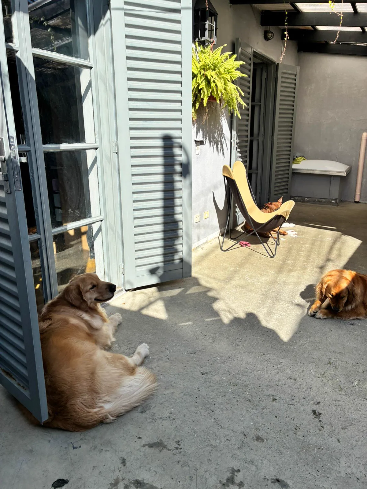 Varanda coberta do BullDog Hotel com pets relaxando em área arejada